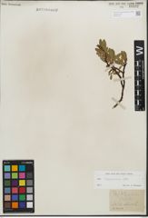 Foto von Salix kitaibeliana Willd.